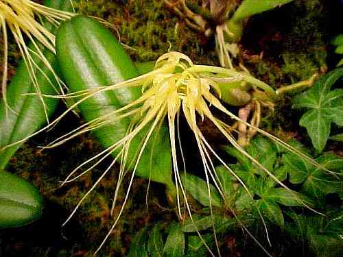 Bulbophyllum vaginatum